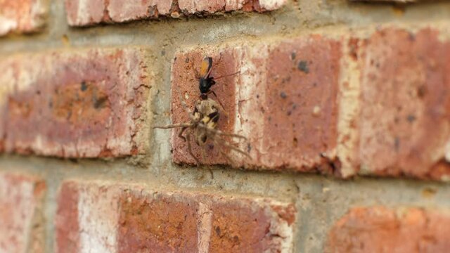Closeup: Red-femora Spider Wasp drags paralysed rain spider up vertical brick wall