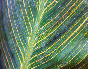 green croton plant leaf, macro close up background or texture with water drops © Inna