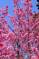 Beautiful Cherry Blossom in Alishan National Forest Recreation Area, situated in Alishan Township, Chiayi , TAIWAN.