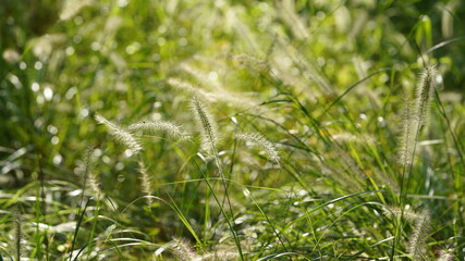 The grass field view in autumn with the colorful reeds and leaves