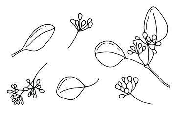 Linear set of eucalyptus leaves and flowers. White background, isolate. Vector illustration.