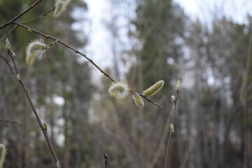 Willow. A genus of woody plants of the willow family. Early spring.