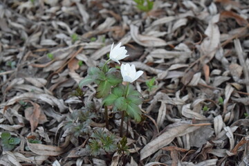 Anemone is oak. Perennial herb. Small white flower. Early spring.