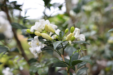 flower of Kemuning or Murraya paniculata (orange jessamine) usually planted as an ornamental plant and a hedge plant. close-up with selective focus and blurred background