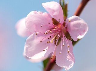 Close-up of pink flowers on a peach