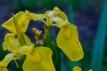 Yellow irises in the flowerbed. Beautiful yellow flowers close-up. background with blank space for text © Вероника Одинокова