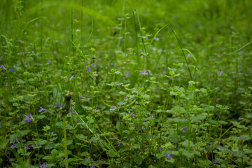 purple little flowers in focus on a blurred background. beautiful background with flowers. summer atmospheric photo.
