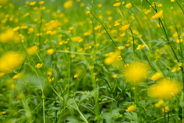 Simple yellow flowers on a spring meadow. Very soft selective focus.