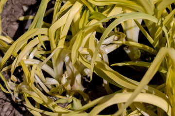 yellow grass on the ground. natural background. fresh spring greens. top view