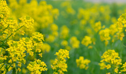 Fototapeta premium yellow flowers on a blurred background. background with place for text. copy space, summer flowers