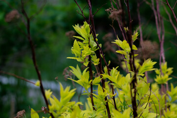branches with green leaves. the first shoots on the bush. Spring.