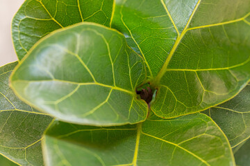 Closeup modern houseplants fiddle leaf tree