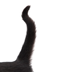 Obraz premium Black cat tail isolated on white
