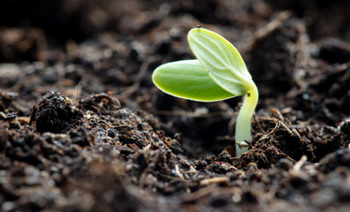 A small sprout of a cucumber in the ground in spring.
