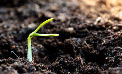 A small sprout of a cucumber in the ground in spring.