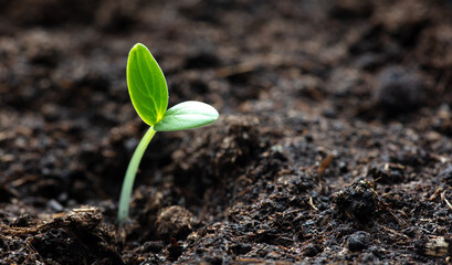 A small sprout of a cucumber in the ground in spring.