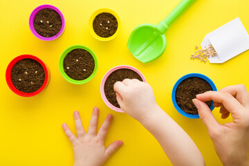 Baby and mother hands planting tomato seeds. Fresh soil in colorful pots. Closeup. Preparation for garden season. Child involvement in gardening. Point of view shot. Yellow table background. Top view.