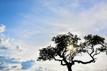 Silhouette of lonely tree on dramatis horror sky with sun light