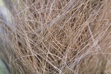 Beautiful closeup view of coarse fibrous material clasping the trunk of Chinese windmill palm (Trachycarpus fortunei) widely growing in Ireland. Used to make rope and sacks