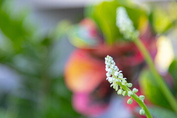 Giant Squill flower in garden