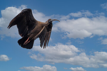 Red Naped Ibis - Pseudibis papillosa 