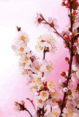 apricot branch with flowers and leaves on a pink background