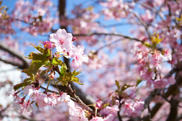 Kawazu cherry blossoms in full bloom and a refreshing blue sky