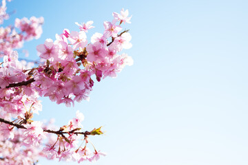 Kawazu cherry blossoms in full bloom and a refreshing blue sky