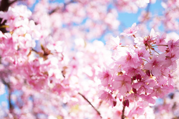 Kawazu cherry blossoms in full bloom and a refreshing blue sky