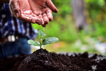kid farmer's hands watering a young plant