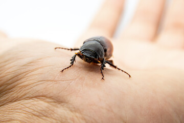 Close up of (Cockchafer) insects Which it can be eaten