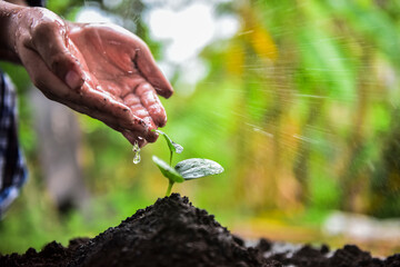 kid farmer's hands watering a young plant