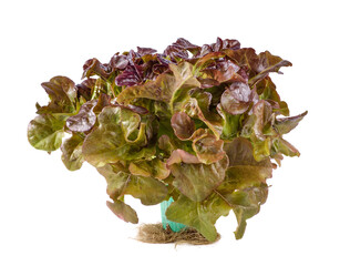 Lettuce nontoxic organic isolated on white background