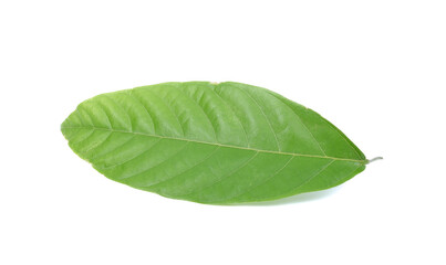 fresh green cacao leaves isolated on white background