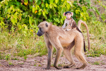 Baby monkey on the back of momma monkey 