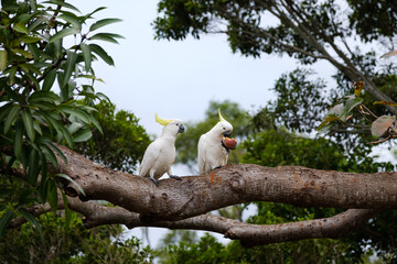 Two Australian native Sulphur-crested cockatoos perched on a mango tree. One bird is eating a whole passionfruit after snatching it from a vine. The other parrot watches enviously. © makkuro kurosuke