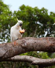 Australian Sulphur-crested cockatoo eating a whole passionfruit after snatching it from a vine looking cheekily at camera