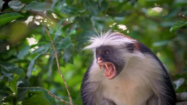 Zanzibar Red Colobus - Piliocolobus kirkii monkey endemic to Unguja, main island of Zanzibar Archipelago, off the coast of Tanzania, also known as Kirks red colobus, climbing, hanging and calling.