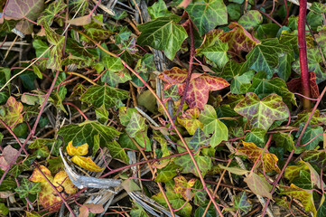 Beautiful spring colorful leaves of ivy hedera helix plant clinging and climbing on the wall, Dublin, Ireland. Hedera helix background