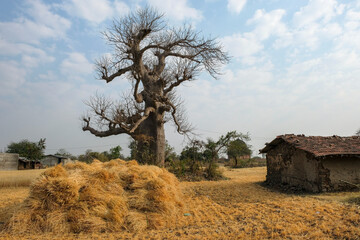 View of a baobab in Mandu, Madhya Pradesh, India.