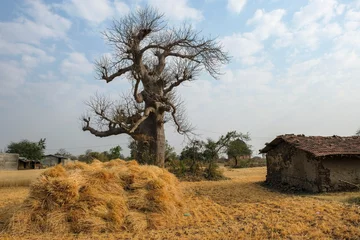Foto op Canvas View of a baobab in Mandu, Madhya Pradesh, India. © Oscar Espinosa