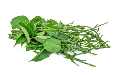 Gumnema inodorum (Lour.) Decne., Drug treatment for diabetes on white