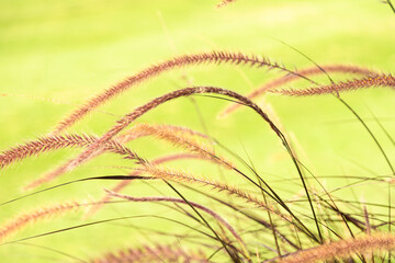 Obraz premium Pennisetum grass flowers in garden