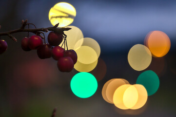 Beautiful evening view of winter red berries with amazing color bokeh lights, Dublin, Ireland. Aesthetic quality of the blur