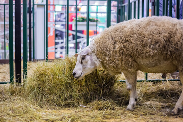 Portrait of funny cute texel sheep eating hay at agricultural animal exhibition, small cattle trade show. Farming, feeding, agriculture industry, livestock and animal husbandry concept