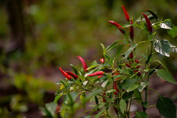 Hot peppers in the garden. Capsicum plant during maturation. rich harvest of natural vegetables