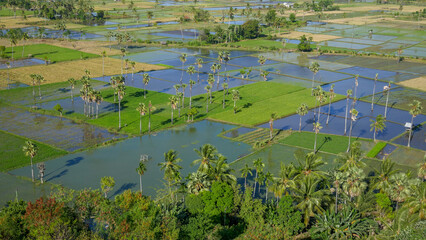 Obraz na płótnie Canvas Scenic morning panorama on rice fields and sugar palms around Waingapu, Sumba island, East Nusa Tenggara, Indonesia