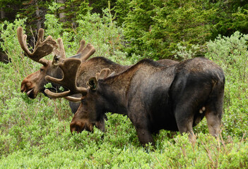 bull moose grazing in the willows in summer at brainard lake in the indian peaks eilderness area,...