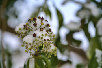 Beautiful macro view of spring green and yellow berries of ivy hedera helix (English ivy) plant covered with snow, Dublin, Ireland. Hedera helix background
