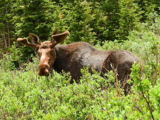 bull moose grazing in the willows in summer at brainard lake in the indian peaks eilderness area, colorado